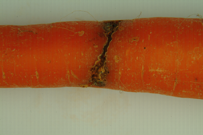 Galerie provoquée par la larve de mouche de la carotte